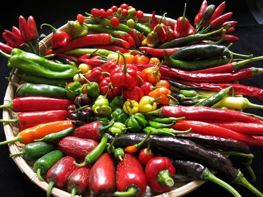 Study of chilli genetics could lead to greater pepper varieties