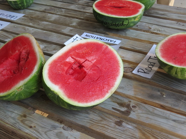 Watermelon questions to be addressed at Clemson’s 2019 Field Day