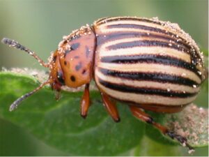 Colorado potato beetle