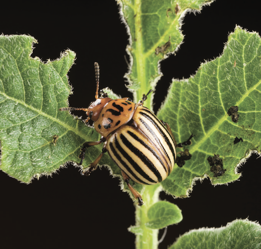 Adult Colorado potato beetle