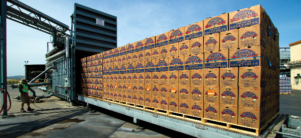 New nursery studies nematodes, cavity spot in carrots