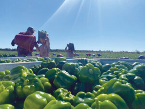 Titan Farms' workers harvesting peppers in the field. Photo courtesy of Titan Farms.