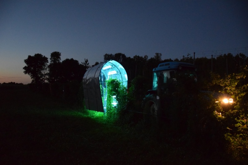 UV light can kill fungi that causes powdery mildew