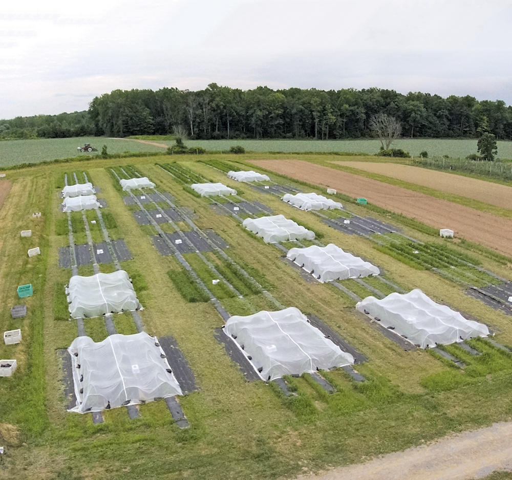 Mesotunnels at Cornell University