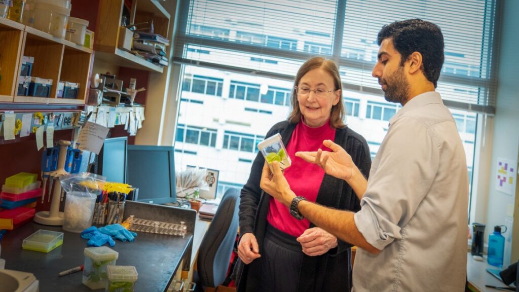 Scientists take step to improve crops’ photosynthesis, yields