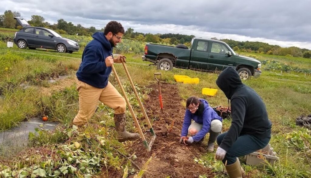 Cornell faculty team up for sweet potato improvement