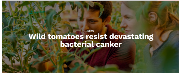 Wild tomatoes resist devastating bacterial canker