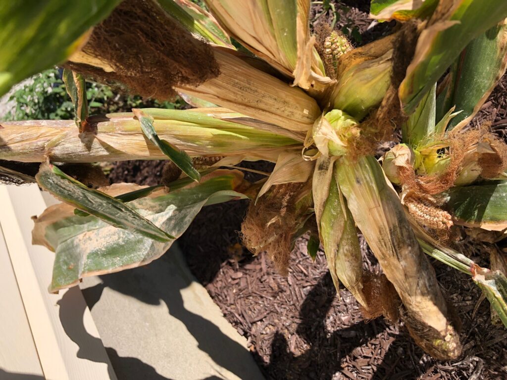 Corn plant with 29 ears in South Jersey verified by Rutgers