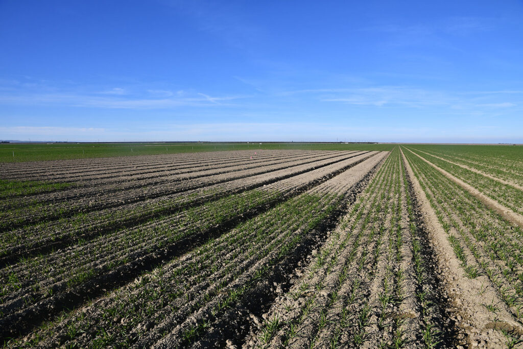 Soil moisture retention helps cover crops offset water use