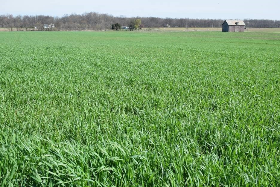 Cover crops more effective than insecticides for managing pests