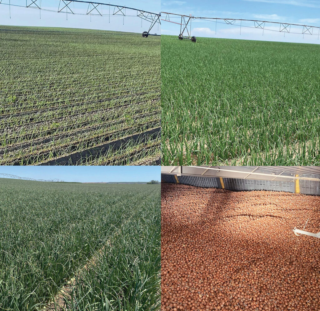 Crookham promotes new onion varieties