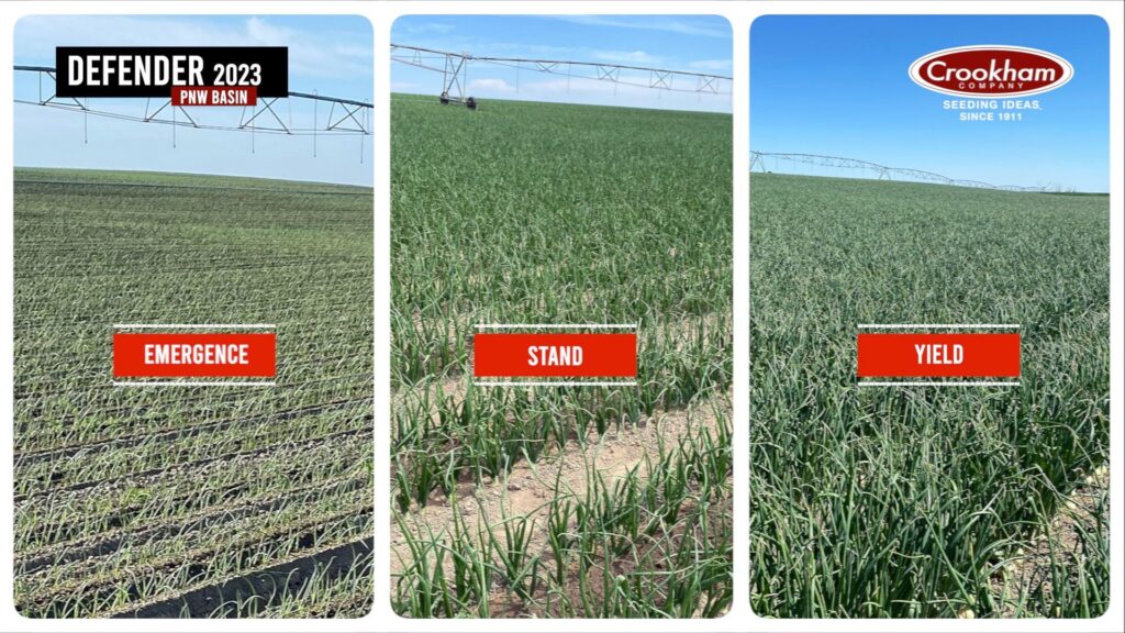 Crookham onion variety fares well in challenging northwest season