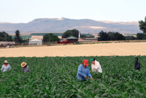 Women working in a field of corn