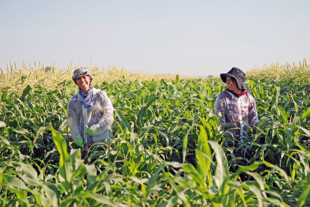 Idaho Gold: Soil health big focus of women-owned sweet corn seed grower