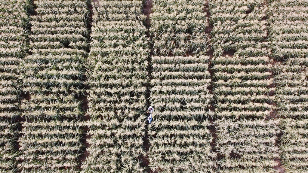 Aerial shot of a field of sweet corn, with two figures just visible in the lower center of the photo