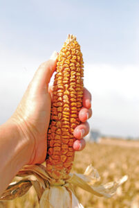Hand wrapped around an ear of corn, with the husk just visible at the bottom