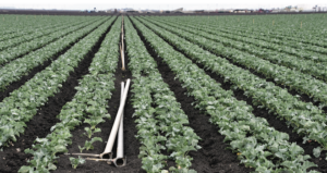CropManage use on summer-winter broccoli