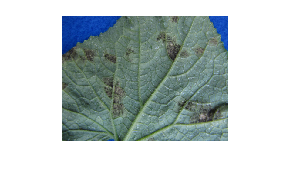 Cucurbit downy mildew detected in New England