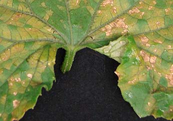 Some downy mildew recommendations for cucumbers
