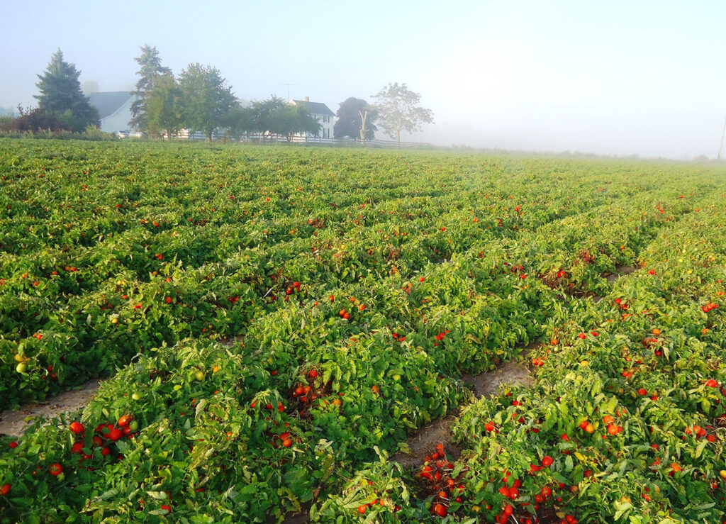 USDA proposes changes in the handling requirements for Florida tomatoes