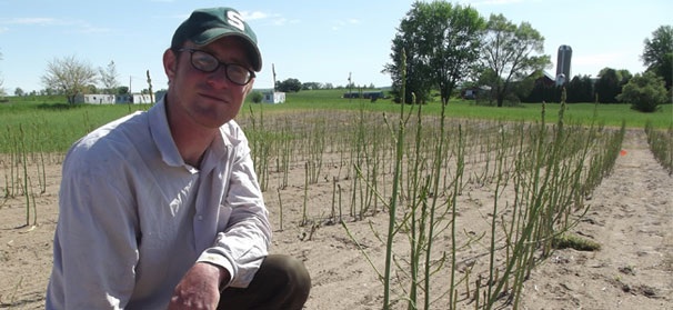 Irrigation experiments continue at MSU asparagus field
