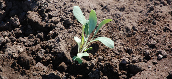 A good test is essential to determine soil fertility