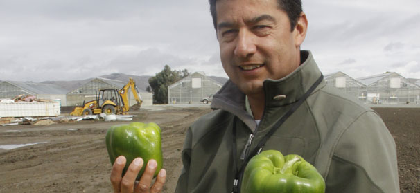 Pumpkin production up