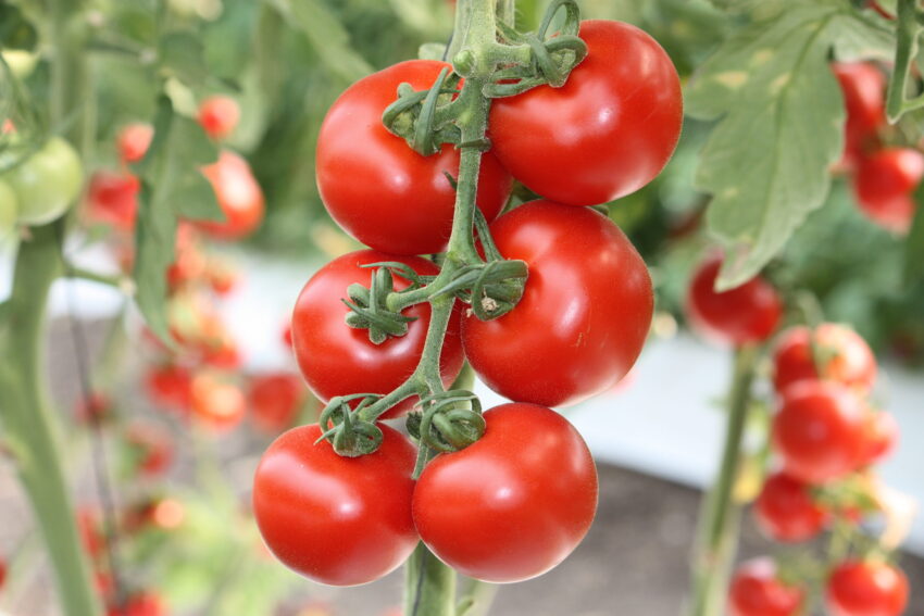 Tomato disease management drives Del Jardin Fresh’s success