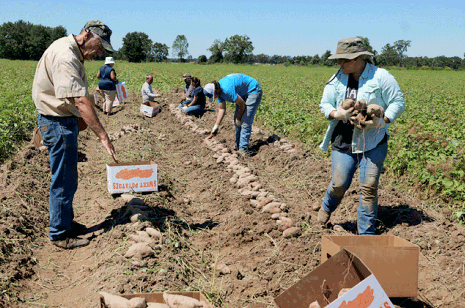 LSU breeder LaBonte sets the sweet potato standard