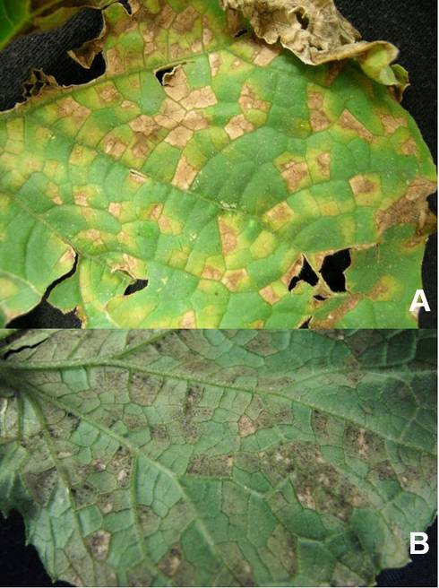 Time for downy mildew protectant sprays for cucumbers