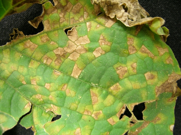 Cucumber downy mildew moves across Michigan