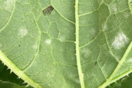Pennsylvania vegetable disease update includes downy mildew sighting