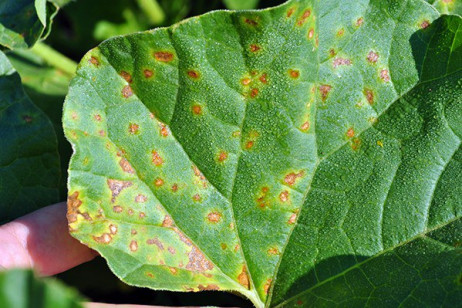Northeast growers monitor diseases following dry June