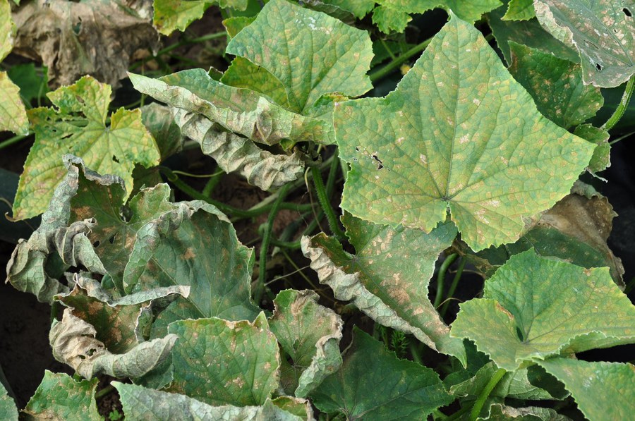 Researchers monitor, forecast cucurbit downy mildew