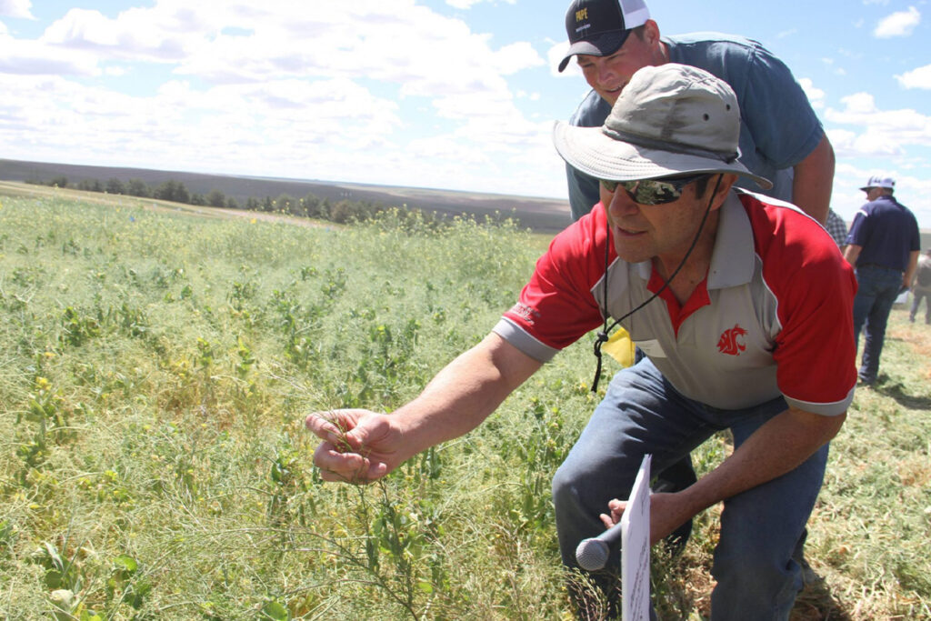 New WSU Crop and Soil Science chair known for helping others