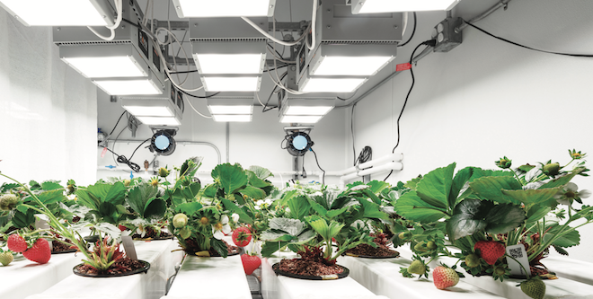 Driscoll’s pioneering indoor strawberries