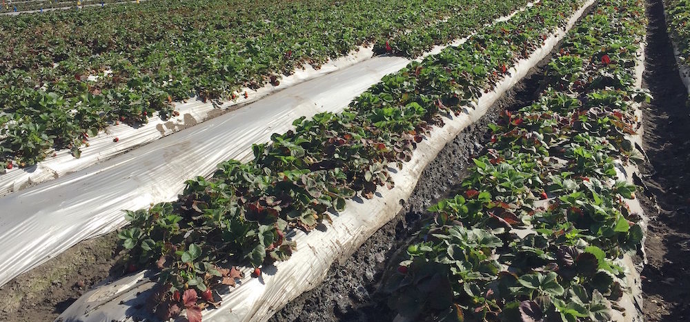 Organic program takes off at Driscoll’s