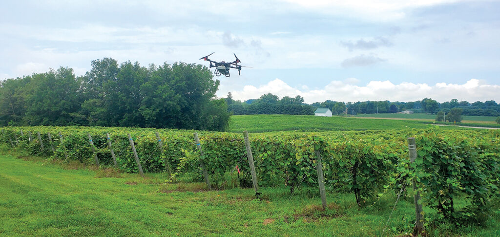 Small drone flying above grape vineyard.