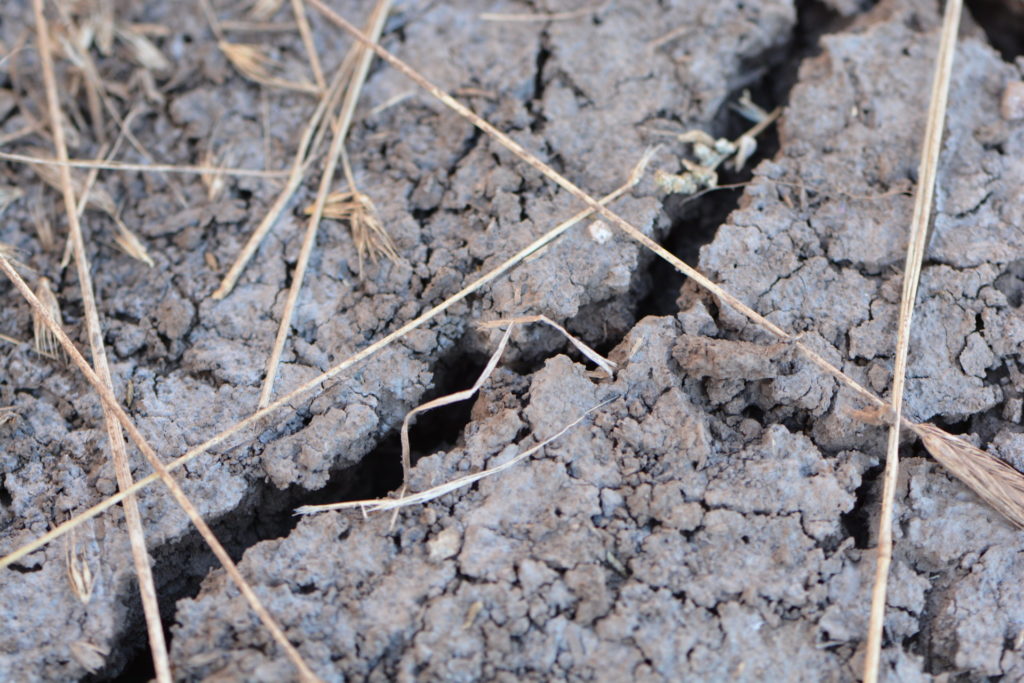 Planting season nears as Texas reports drought conditions