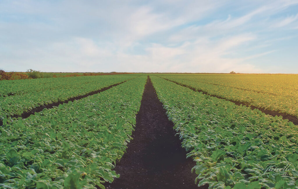 Duda-Farms-field