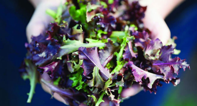 Report indicates organic farming is on the rise in the US