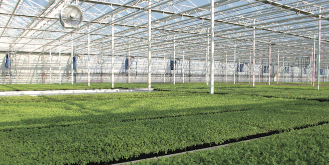 Grower partnerships help Edible Garden produce local organic greens