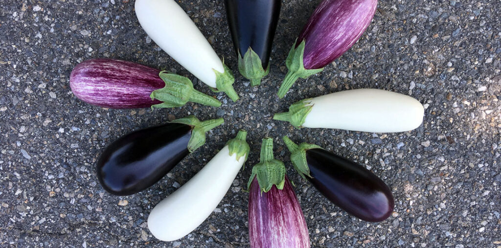 Research: Specialty eggplant varieties grow well in high tunnels