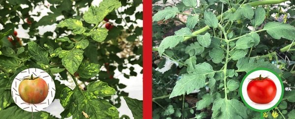 Enza Zaden finds high resistance to the devastating tomato virus
