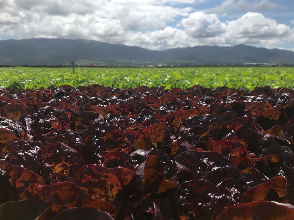 Research breakthrough? Liquid clay boosts romaine lettuce yields in California field trials
