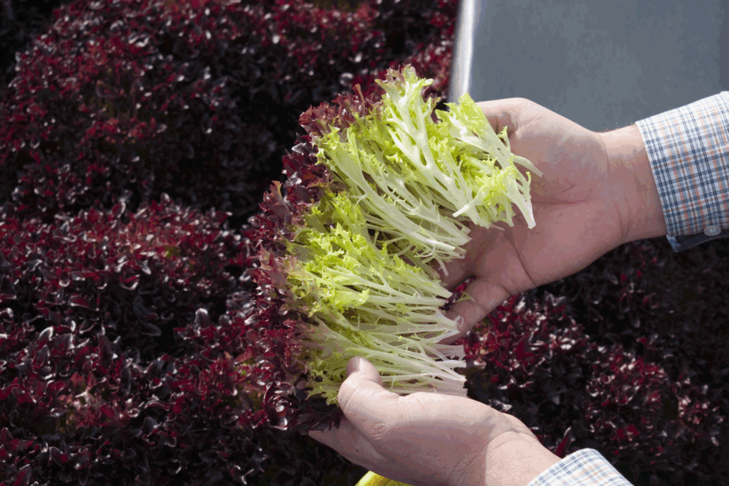 Vitalis Organic Seeds: Celebrating 25 years providing the best in genetics for organic growers