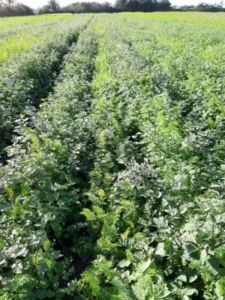 Carrot field infested with black nightshades