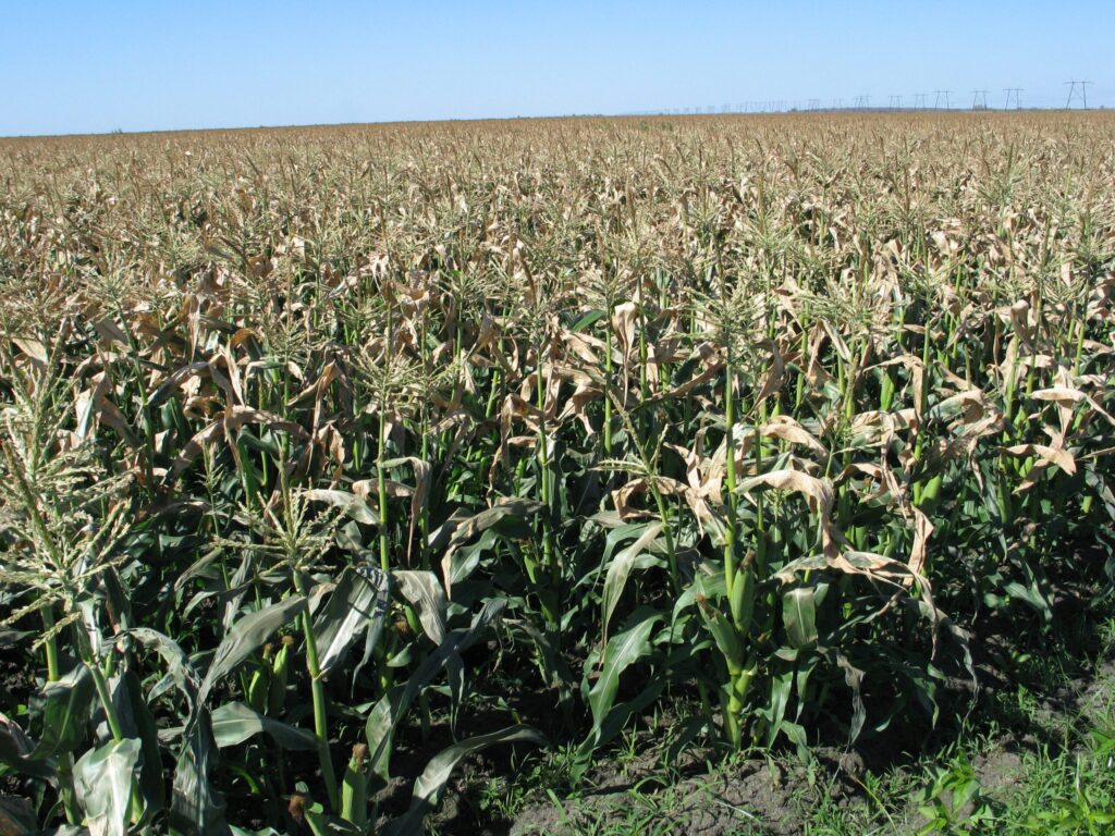 New weakness in sweet corn’s herbicide armor
