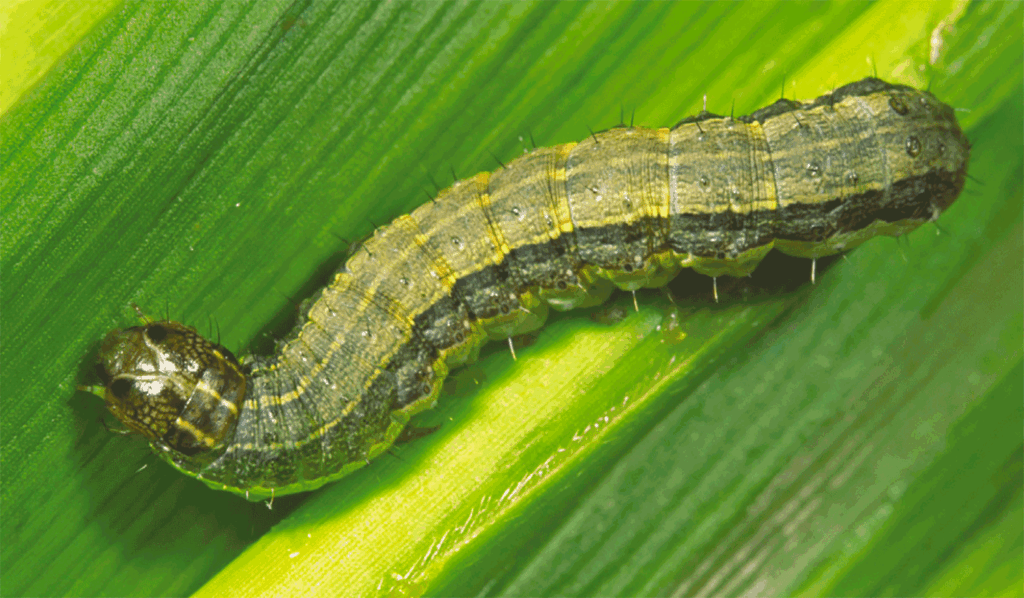 Looking Ahead: How to Control Worms in Sweet Corn