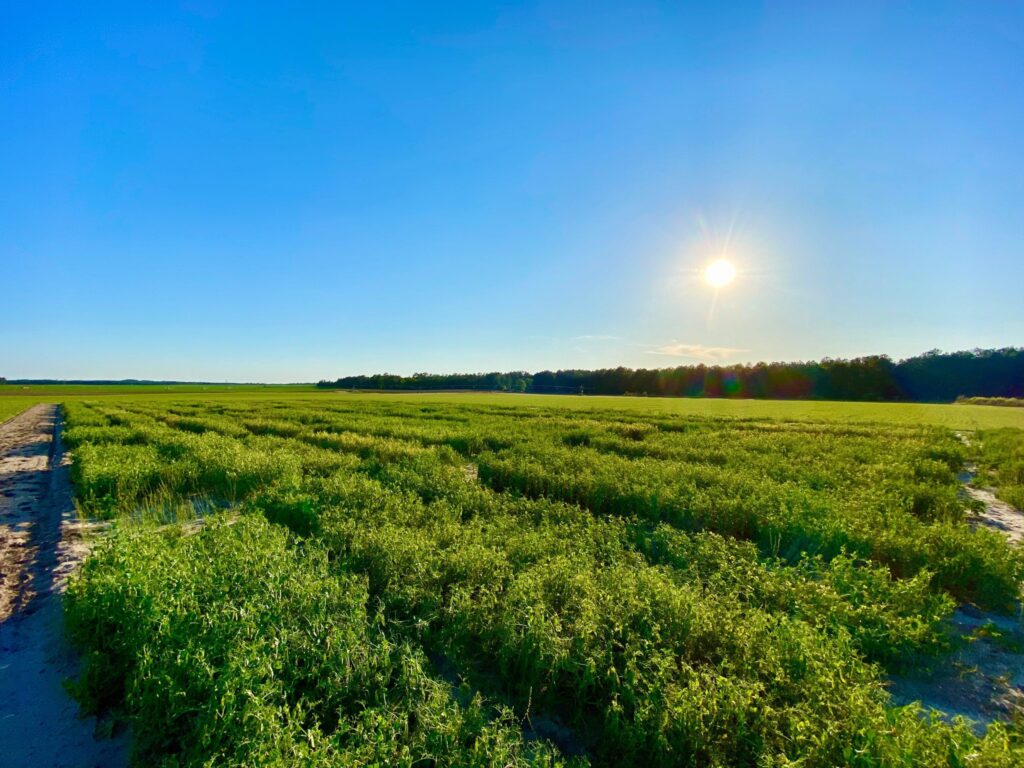 Clemson research aims to help SC growers organic legumes’ demand